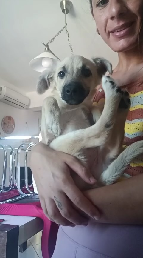 Milú cucciola di 3 mesi e mezzo cerca casa