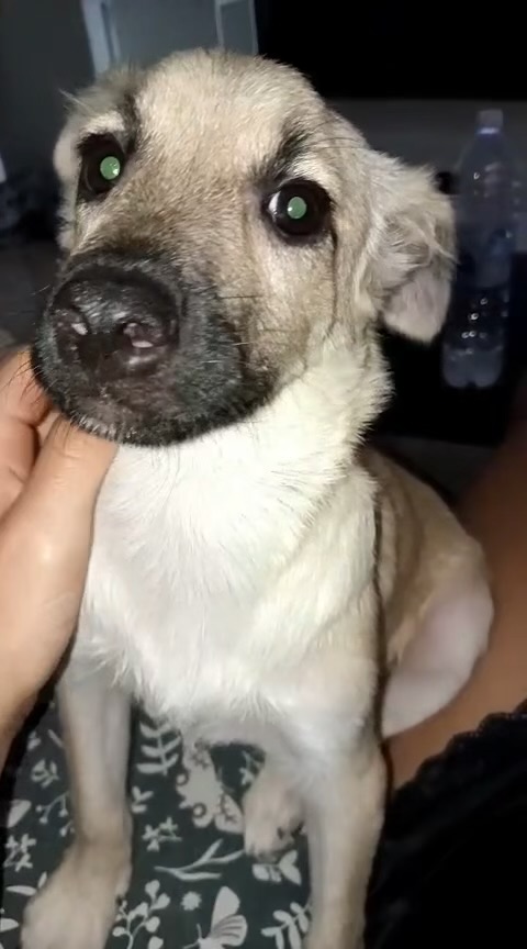 Milú cucciola di 3 mesi e mezzo cerca casa - media 5