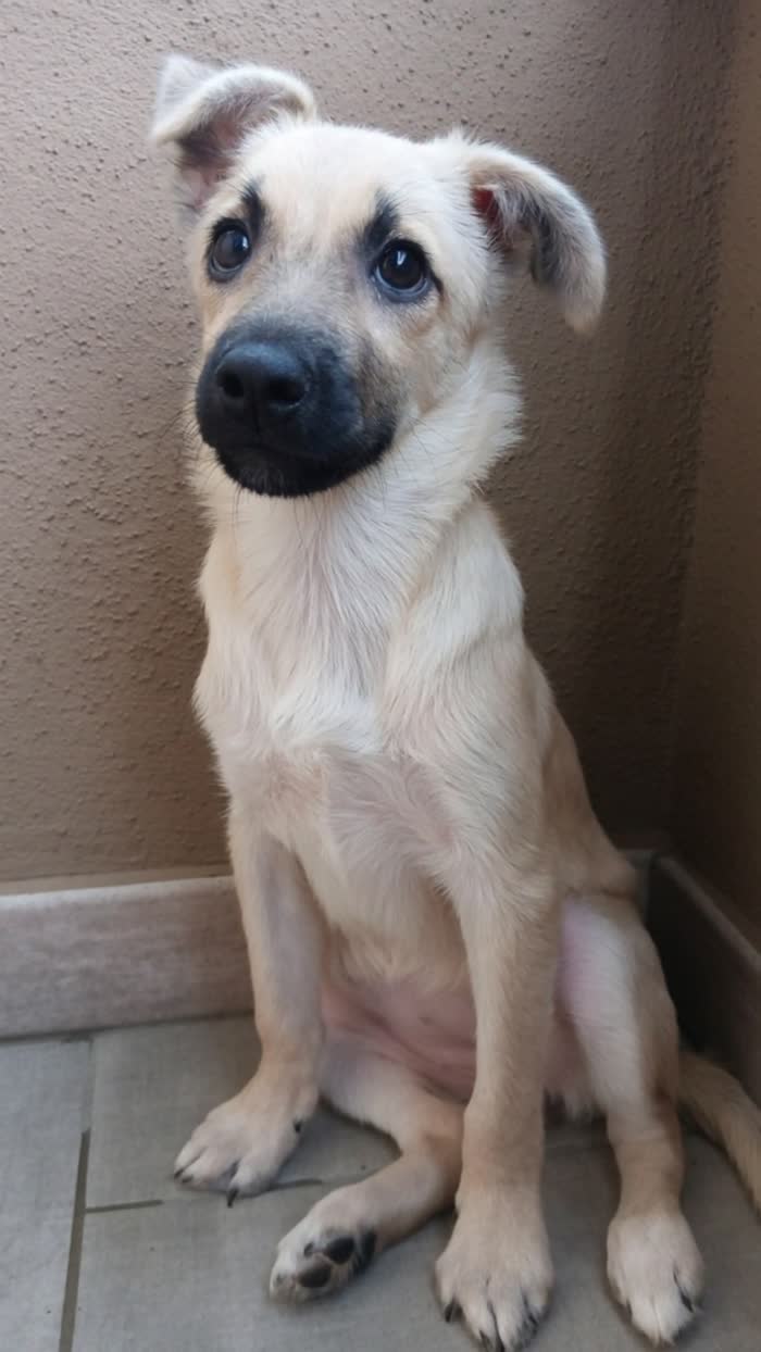 Milú cucciola di 3 mesi e mezzo cerca casa - media 7