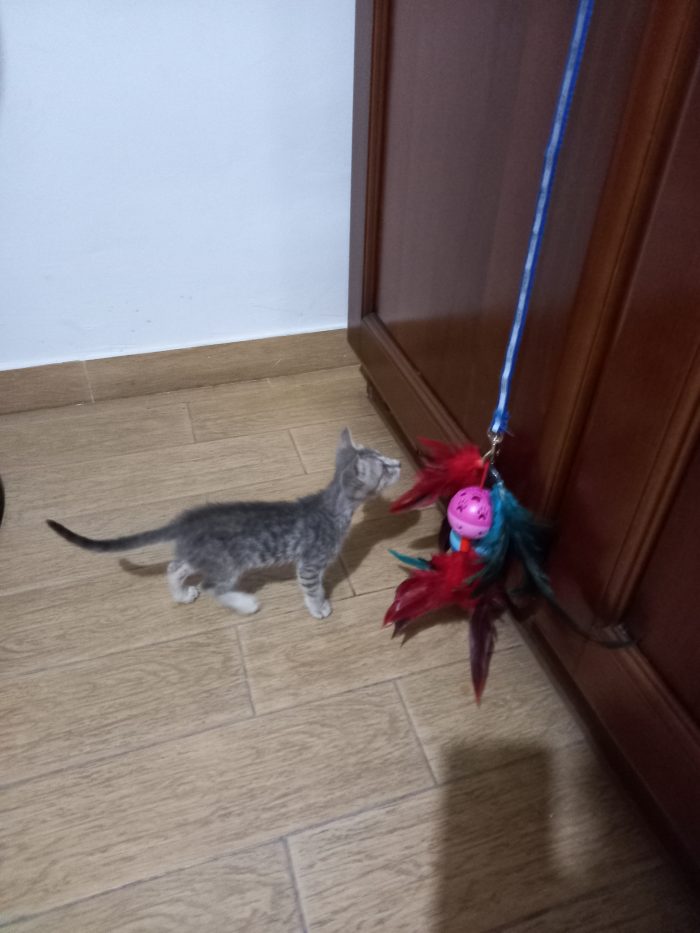 Mia dolcissima gattina piccola che ha bisogno di una vera famiglia. Annuncio rivolto a persone amanti degli animali.
