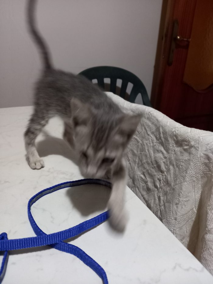 Mia dolcissima gattina piccola che ha bisogno di una vera famiglia. Annuncio rivolto a persone amanti degli animali.