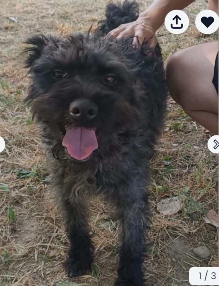 John 12/14mesi kg12 mix Lagotto salito mesi fa in stallo