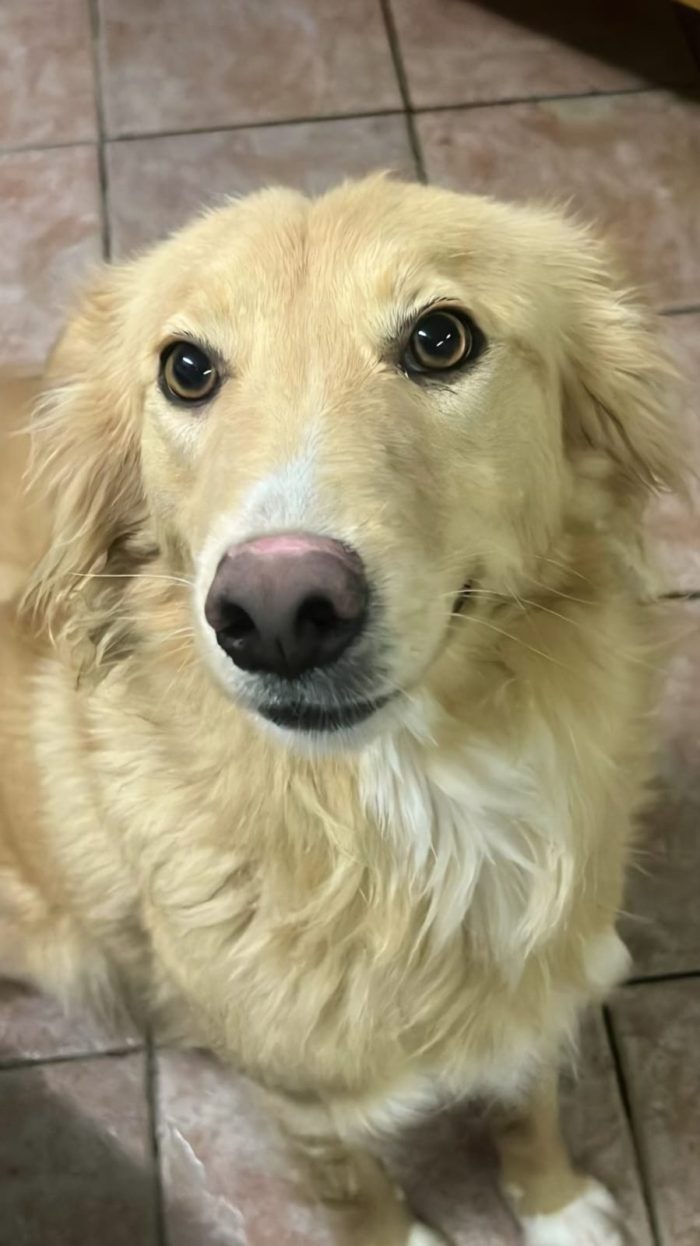 Fly femmina 2anni kg18,ubbidiente,ha la Leishmania ( in cura).SICILIA