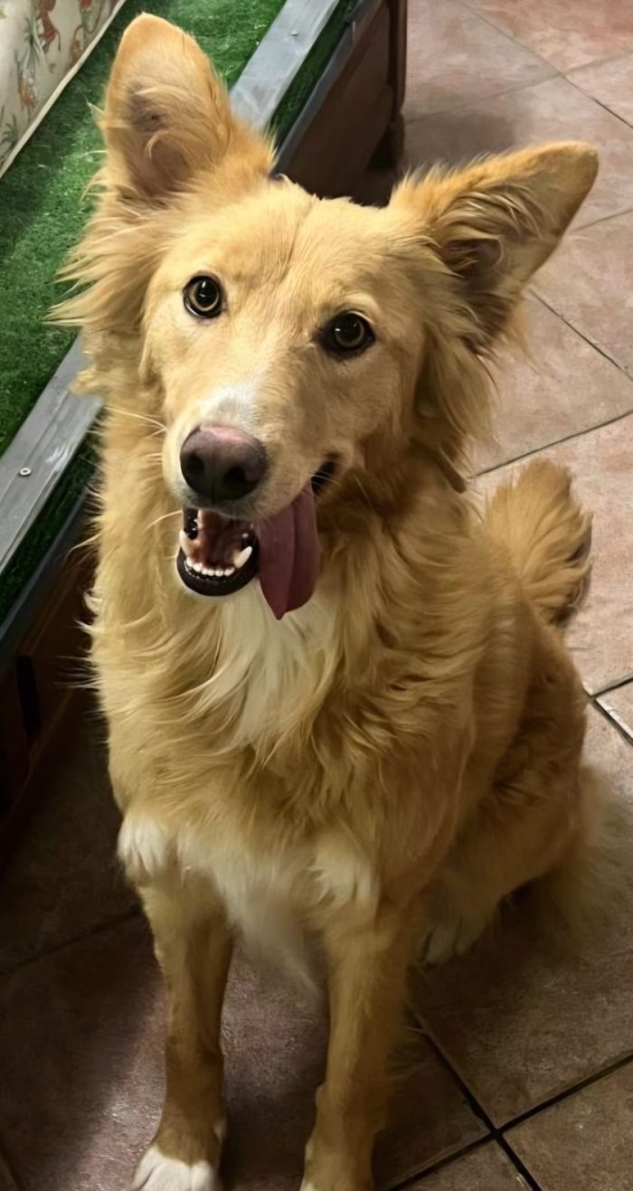 Fly femmina 2anni kg18,ubbidiente,ha la Leishmania ( in cura).SICILIA