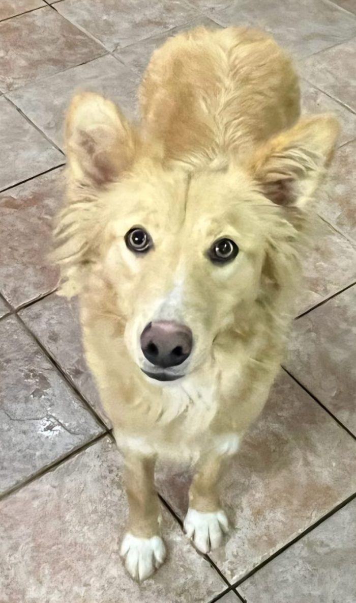 Fly femmina 2anni kg18,ubbidiente,ha la Leishmania ( in cura).SICILIA