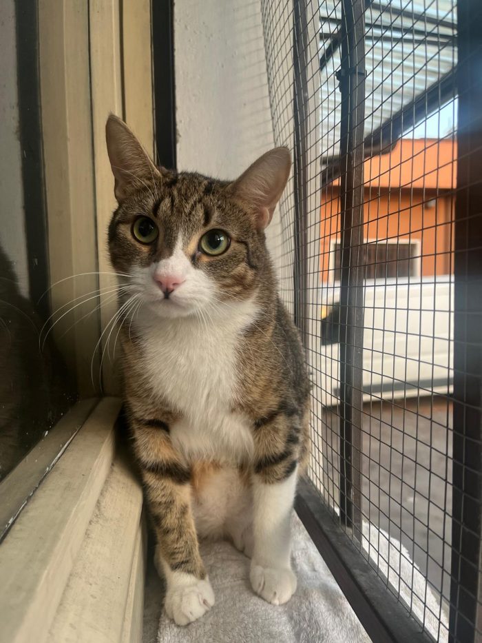 Sos gatto smarrito Muggiò  (MB)