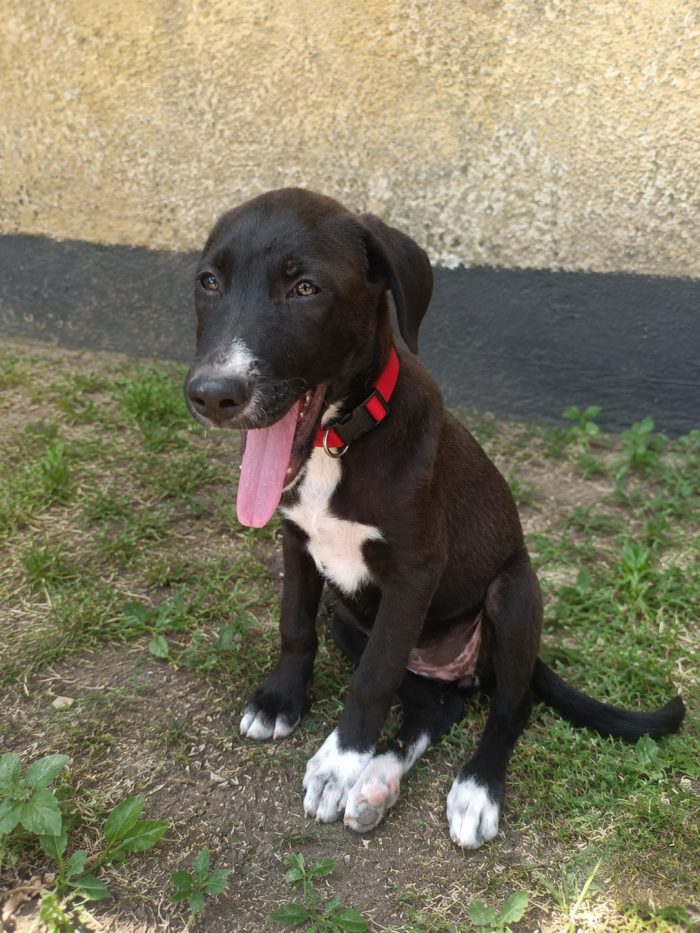 Leila 3 mesi cucciola
