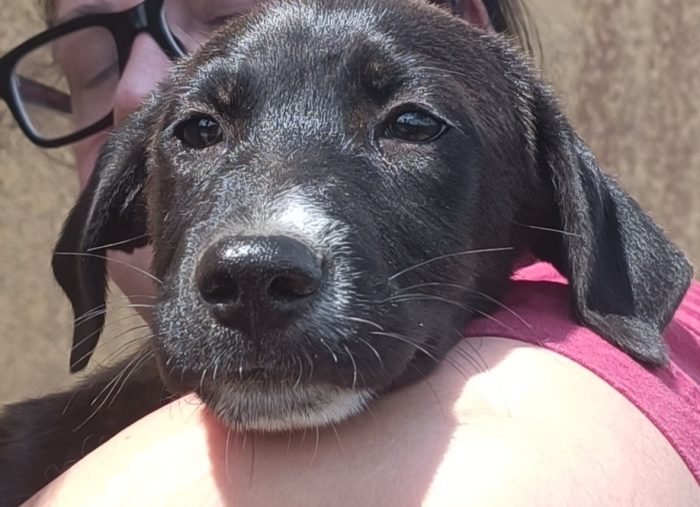 Leila 3 mesi cucciola