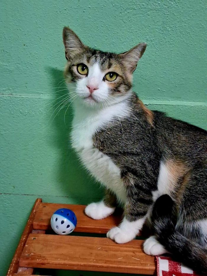 PENELOPE DELIZIOSA GATTINA
