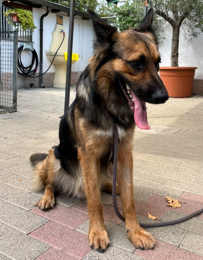 NEO DOLCE LUPETTO