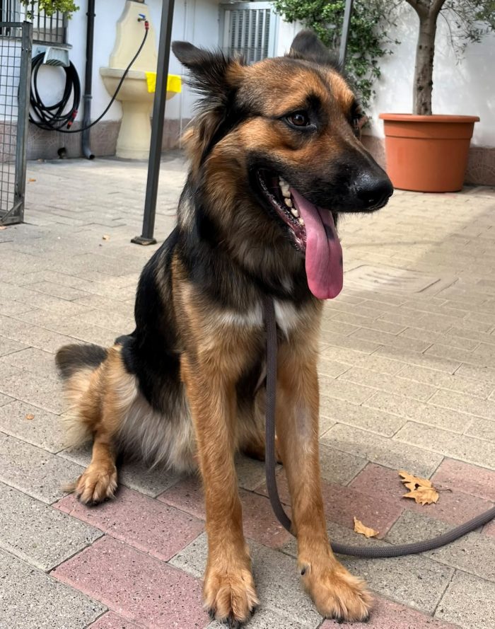 NEO DOLCE LUPETTO