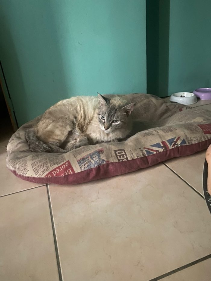 Kiki aspetta una casa