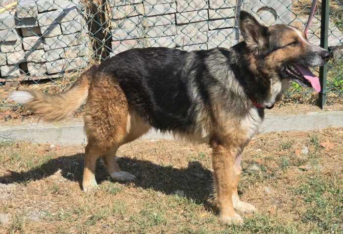 Ofelia 4 anni mix pastore tedesco