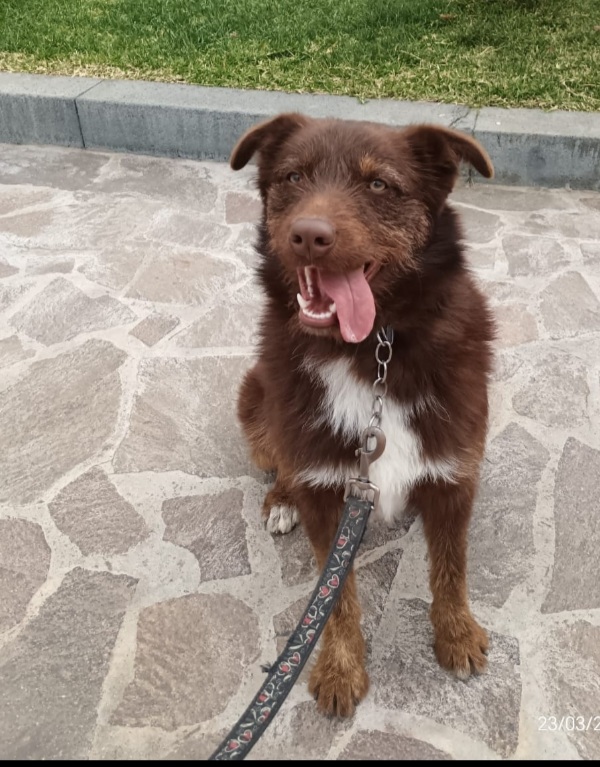 Ciro 3anni fulvo occhi ambra NESSUNO LO NOTA! MESSINA