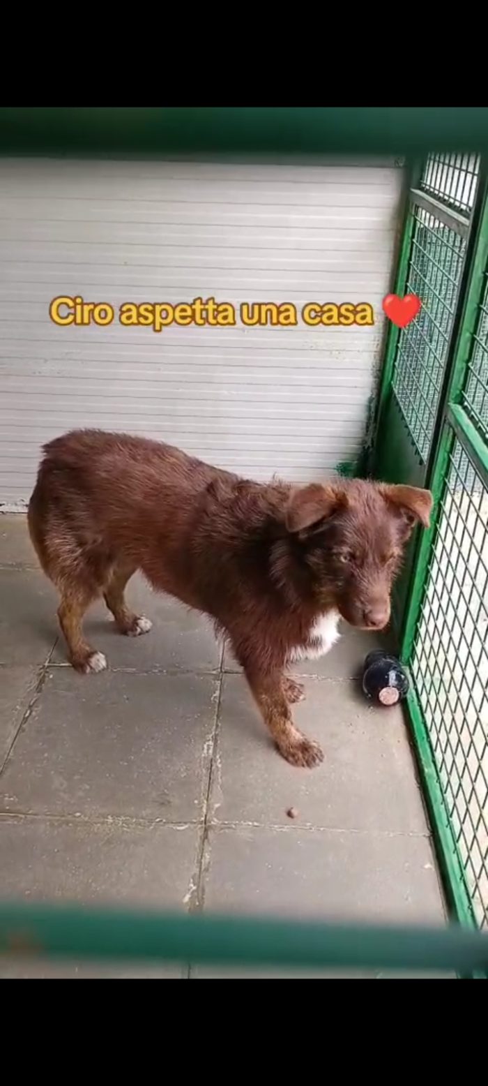 Ciro 3anni fulvo occhi ambra NESSUNO LO NOTA! MESSINA - media 4