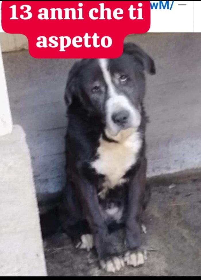 13anni,12di canile,trova adozione al nord e dopo poco NON LO VOGLIONO +! INCREDIBILE! ROMA