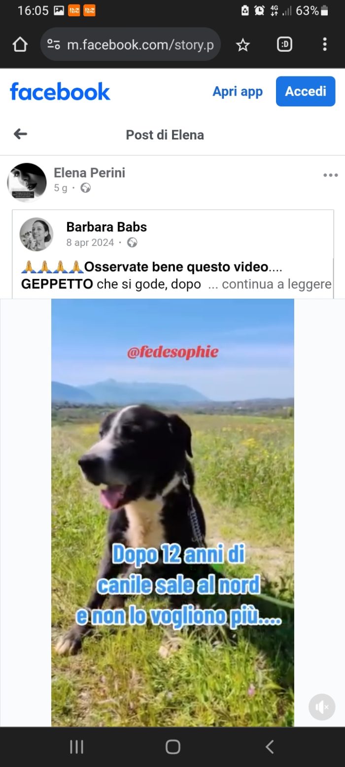 13anni,12di canile,trova adozione al nord e dopo poco NON LO VOGLIONO +! INCREDIBILE! ROMA
