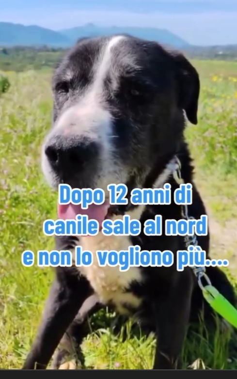13anni,12di canile,trova adozione al nord e dopo poco NON LO VOGLIONO +! INCREDIBILE! ROMA - media 5