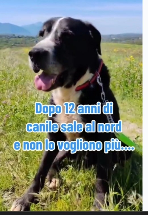 13anni,12di canile,trova adozione al nord e dopo poco NON LO VOGLIONO +! INCREDIBILE! ROMA