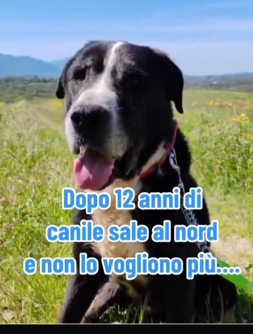 13anni,12di canile,trova adozione al nord e dopo poco NON LO VOGLIONO +! INCREDIBILE! ROMA - media 4