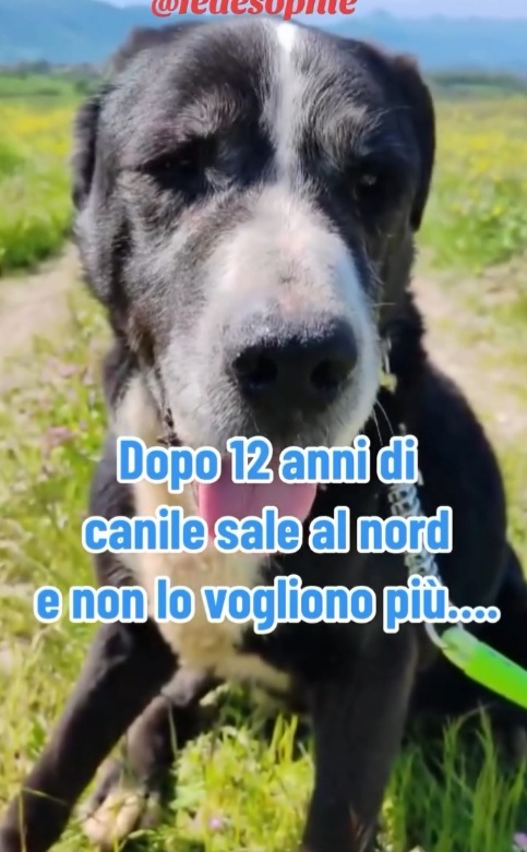 13anni,12di canile,trova adozione al nord e dopo poco NON LO VOGLIONO +! INCREDIBILE! ROMA - media 6