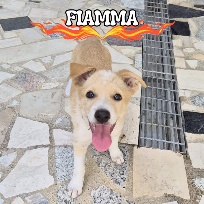 Fiamma, cucciola che deve avere un lieto fine