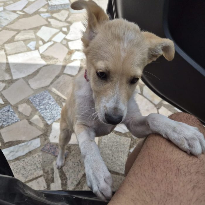 Fiamma, cucciola che deve avere un lieto fine - media 5