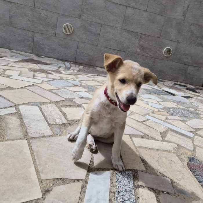 Fiamma, cucciola che deve avere un lieto fine