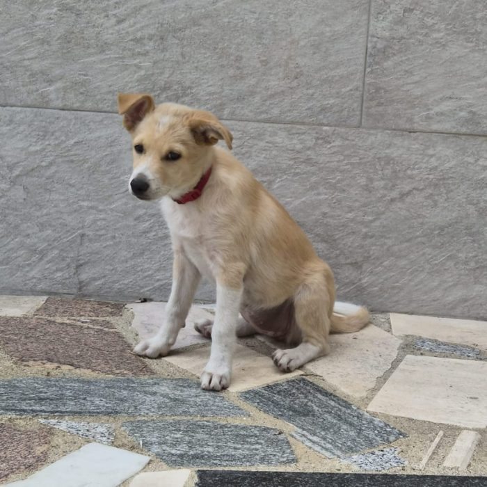 Fiamma, cucciola che deve avere un lieto fine