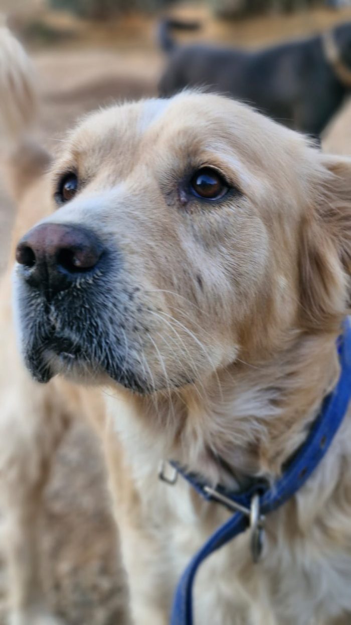 River, simil Golden Retriever da adottare