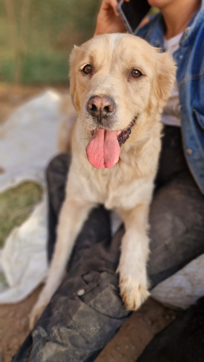 River, simil Golden Retriever da adottare