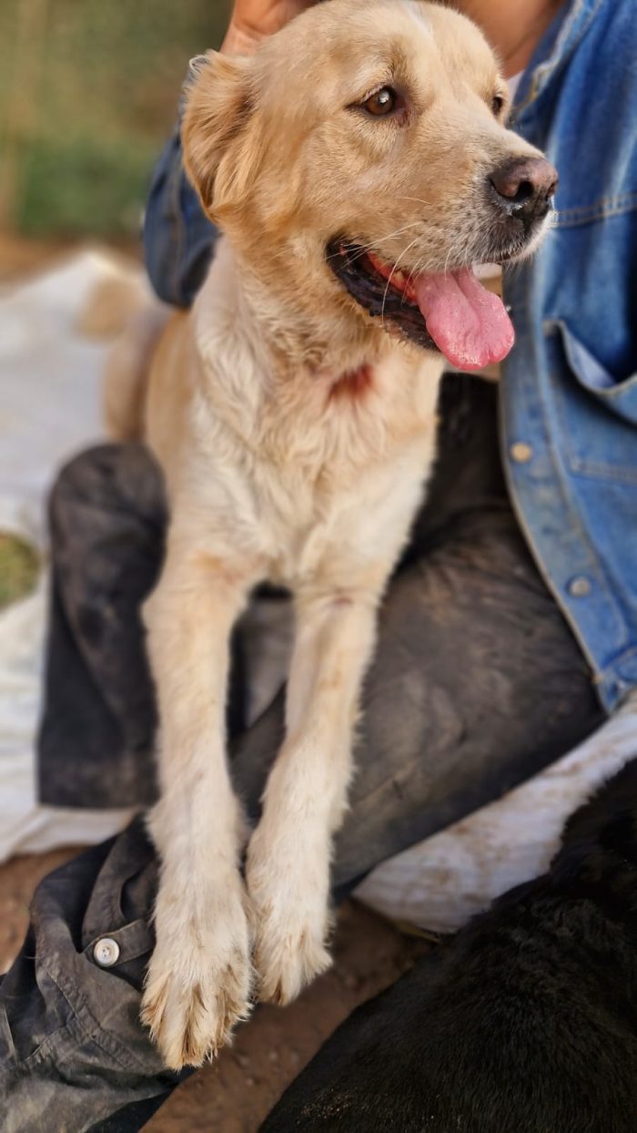 River, simil Golden Retriever da adottare