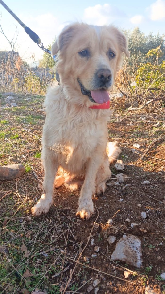 River, simil Golden Retriever da adottare - media 4