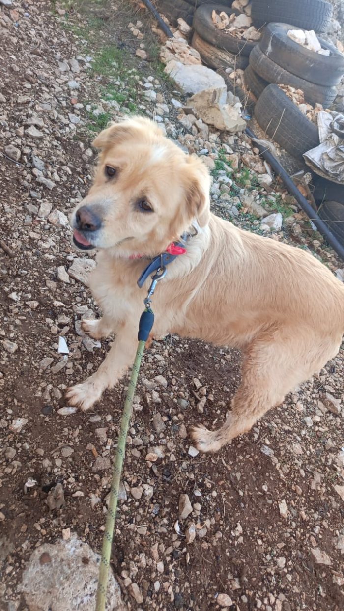 River, simil Golden Retriever da adottare - media 5