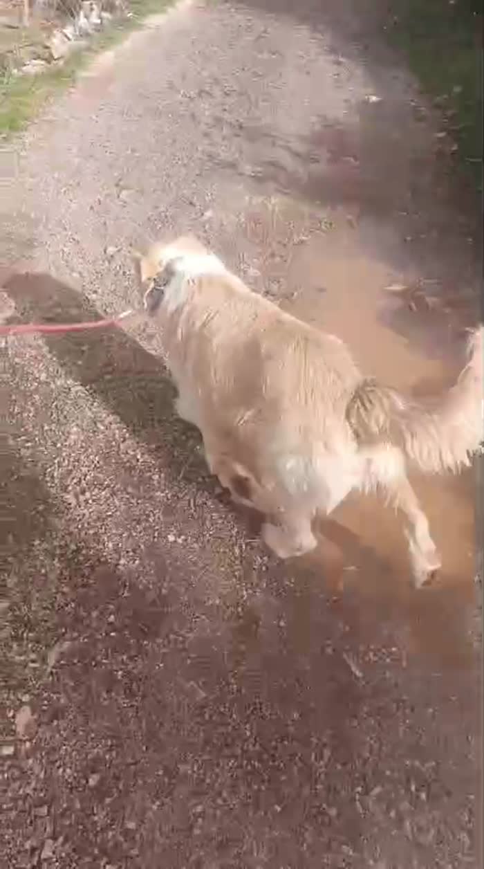 River, simil Golden Retriever da adottare - media 6