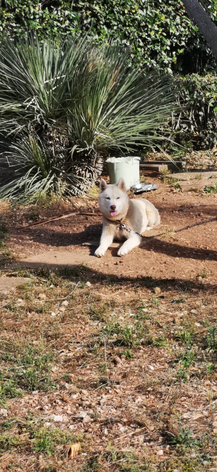 Sarahy Light Red husky