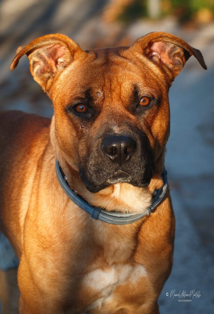 Chicco cane sfortunato