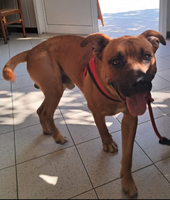 Chicco cane sfortunato