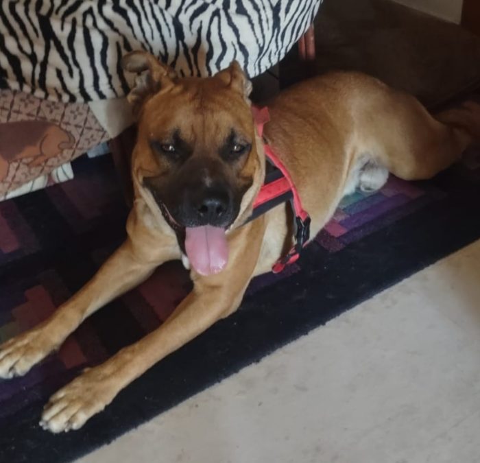 Chicco cane sfortunato