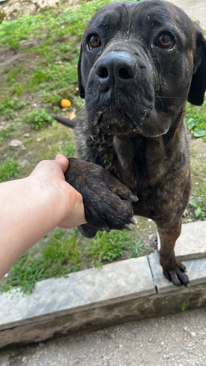 Cane Corso tigrato 2anni il padrone malato NON CE LA FA A SEGUIRLO! URGE CASA