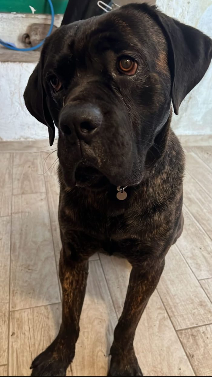 Cane Corso tigrato 2anni il padrone malato NON CE LA FA A SEGUIRLO! URGE CASA