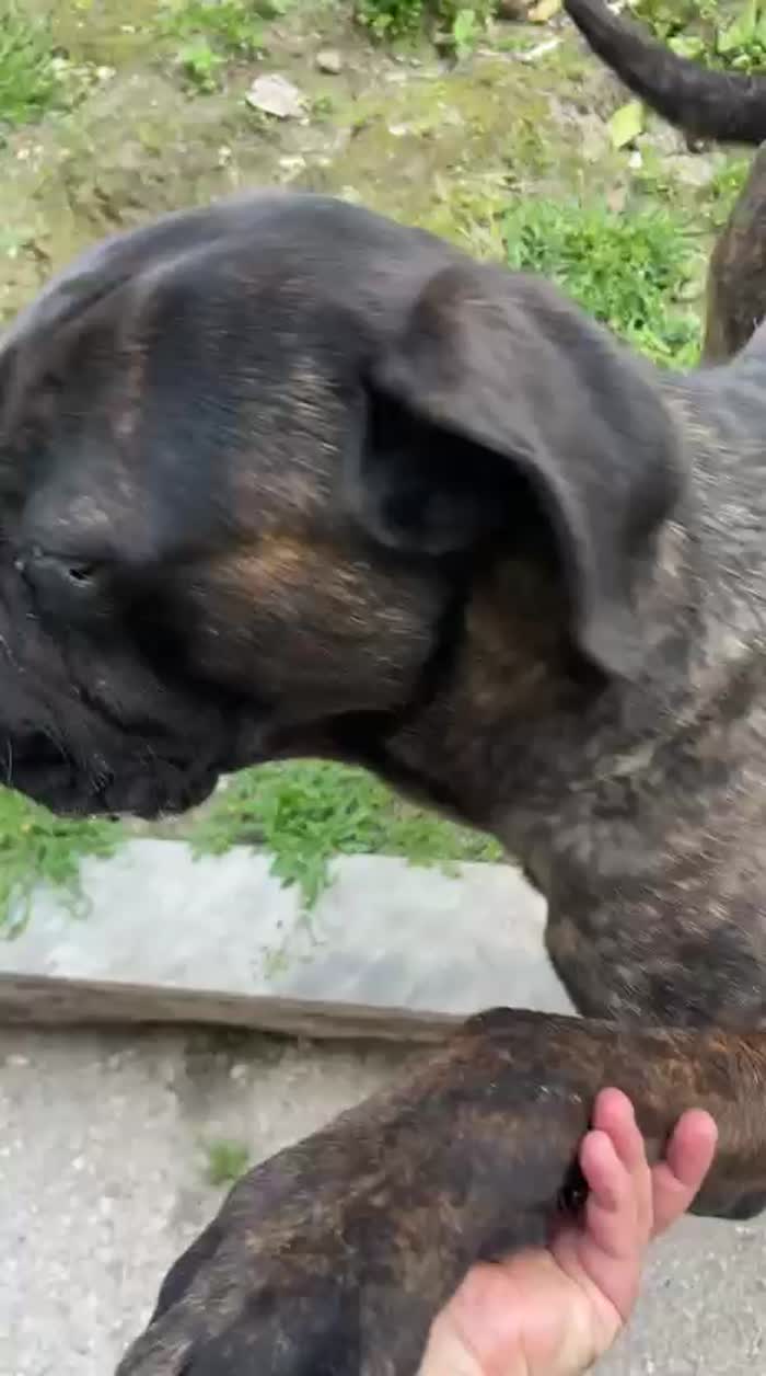 Cane Corso tigrato 2anni il padrone malato NON CE LA FA A SEGUIRLO! URGE CASA