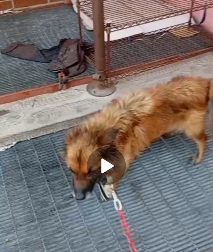 AIUTIAMO CHARLY