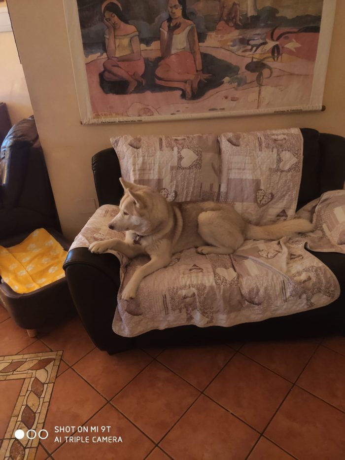 Sarahy Light Red husky