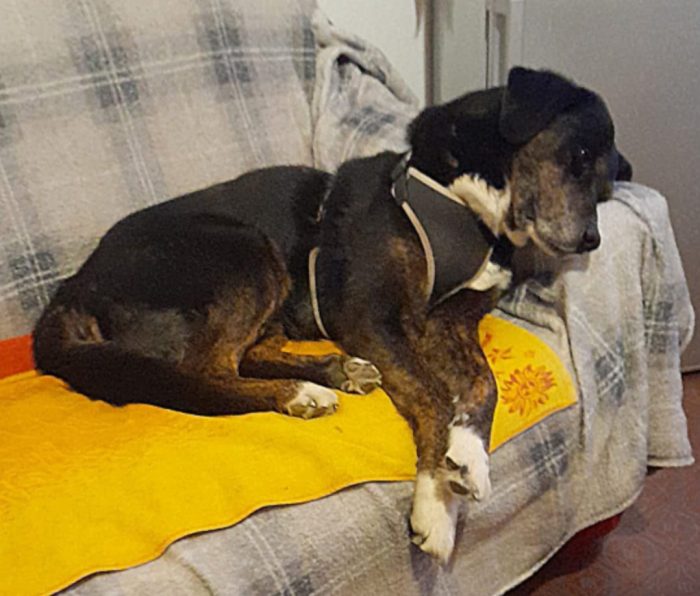 Loky 12/13anni kg25 a fine agosto lo stallo finisce..non facciamolo entrare in canile MILANO