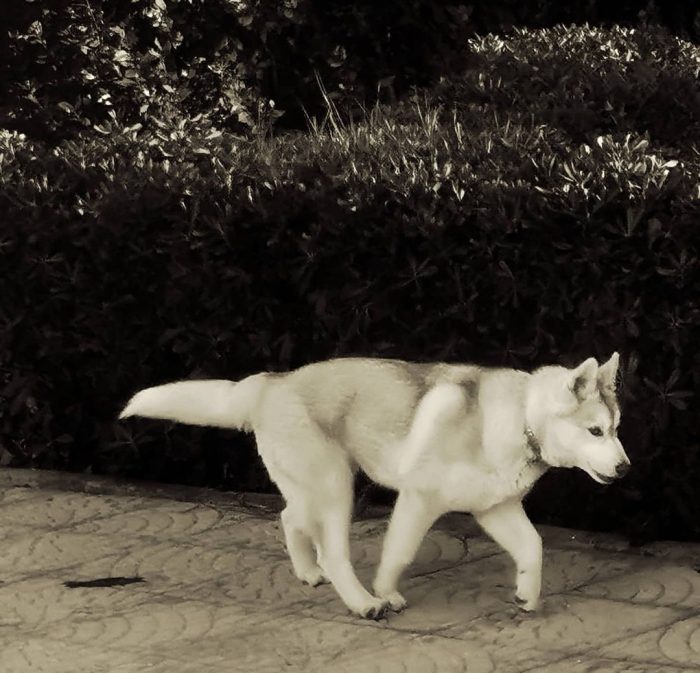 Sarahy Light Red husky