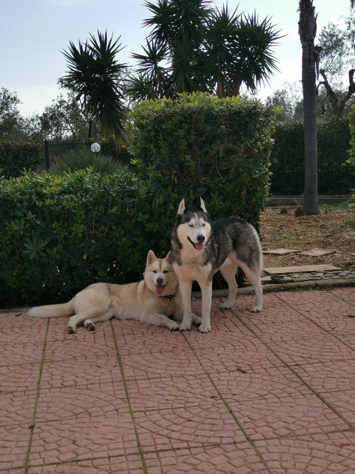 Sarahy Light Red husky - media 7