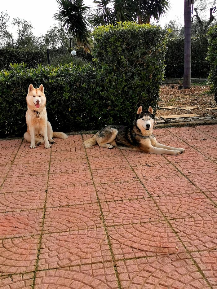 Sarahy Light Red husky - media 8