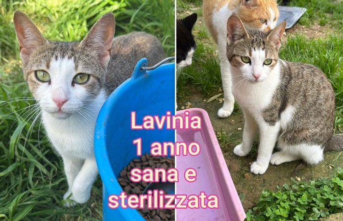 Chiamate per salvare un micio - media 6