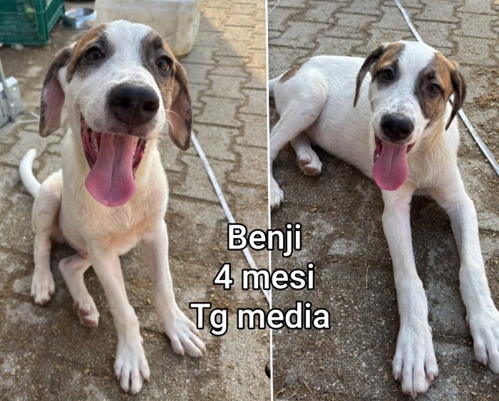 Cucciolotti senz'amore - media 4